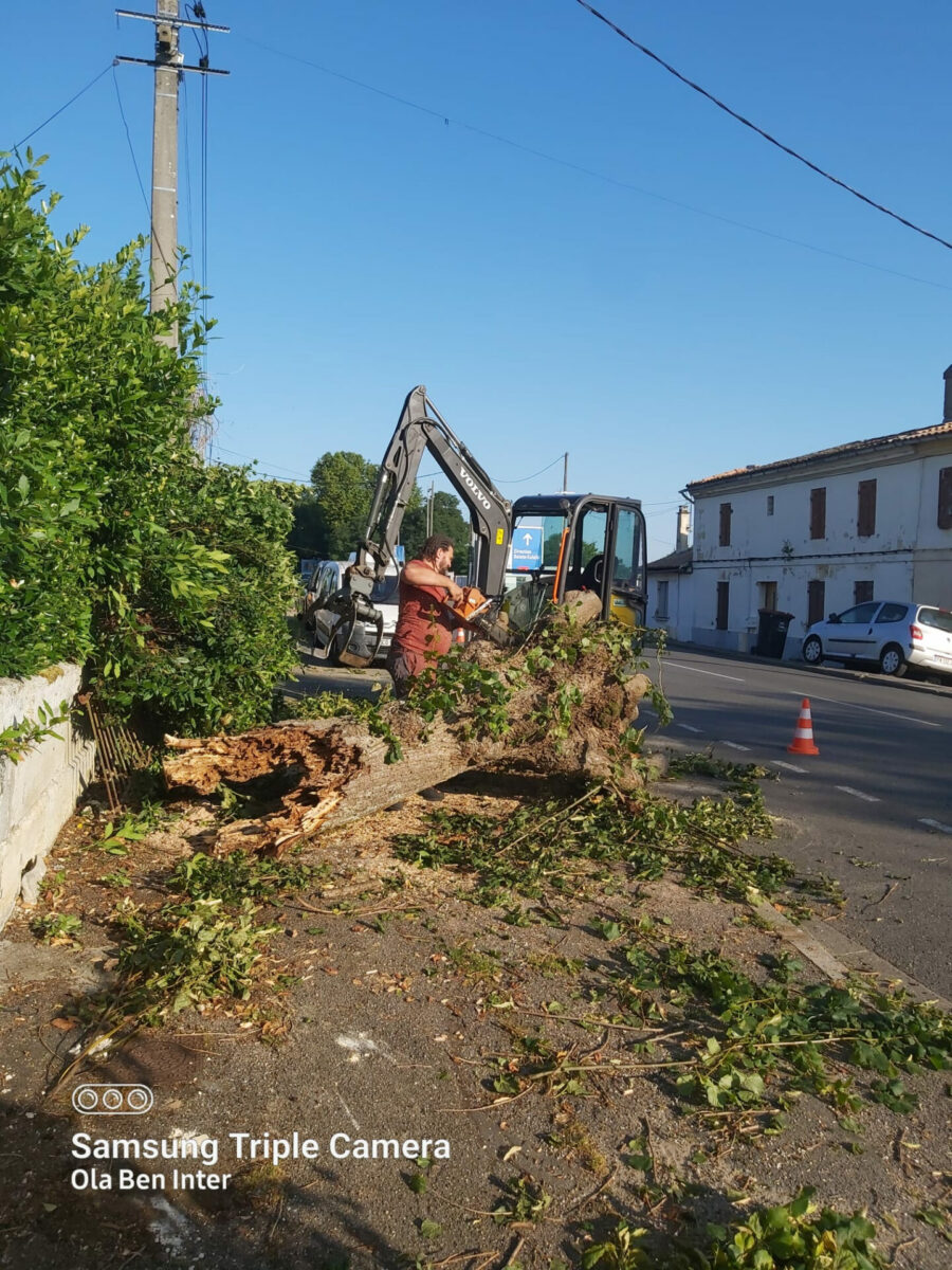 Arbre Jardin Environnement Paysagiste A Libourne WhatsApp Image 2025 07 07 A 19.13.57 252cf17a 1