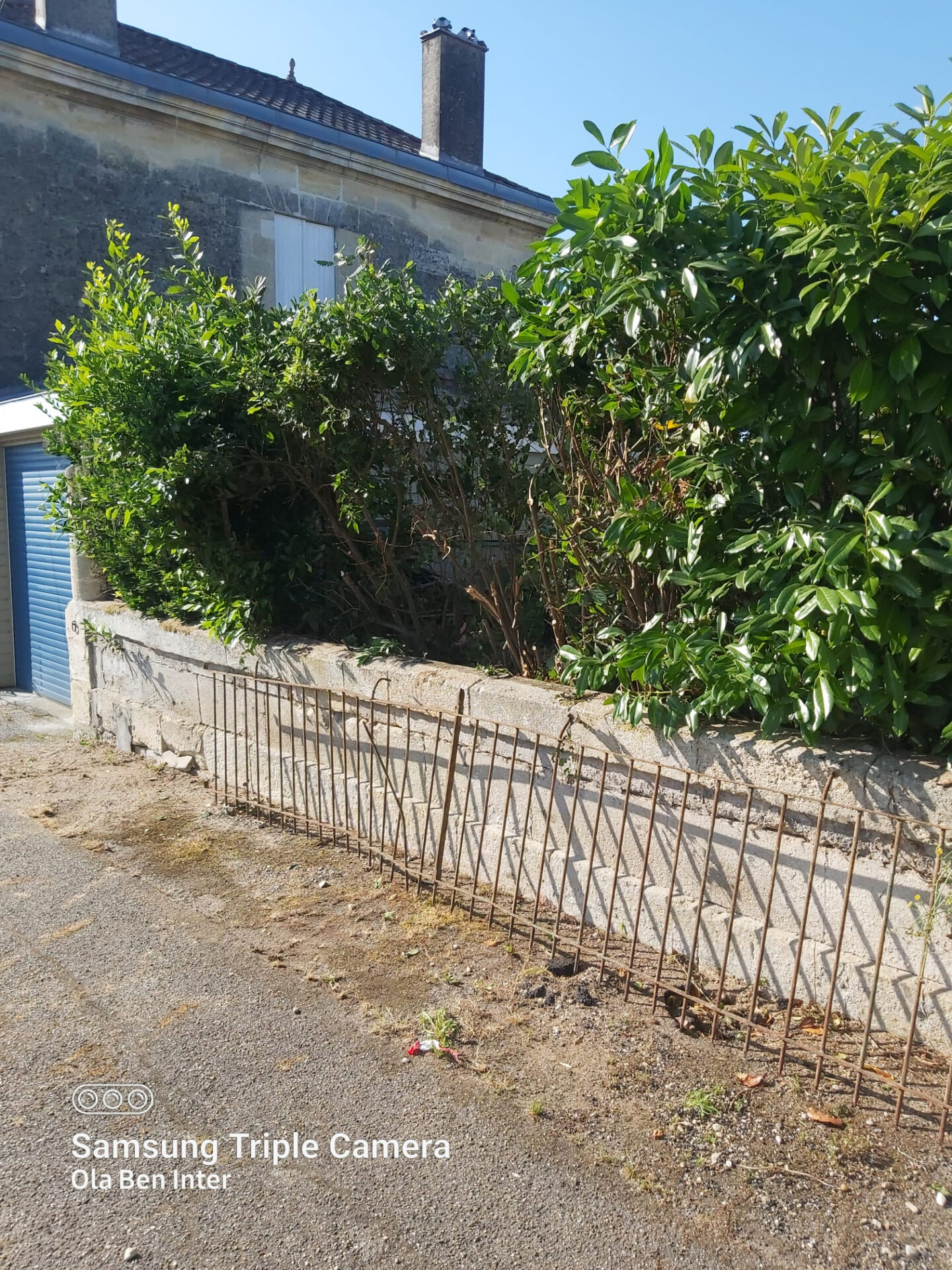 Arbre Jardin Environnement Paysagiste A Libourne WhatsApp Image 2025 07 07 A 19.16.21 9ebdcab8 1