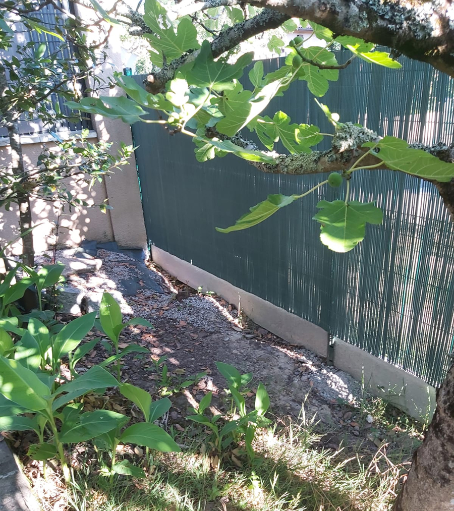 Arbre Jardin Environnement Paysagiste A Libourne Arbre Jardin Environnement Paysagiste A Libourne WhatsApp Image 2025 07 07 A 19.09.31 B9f943e8 1 Scaled 2