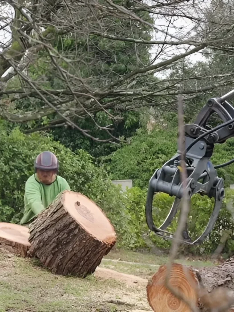 Arbre Jardin Environnement Paysagiste A Libourne Rognage De Souche